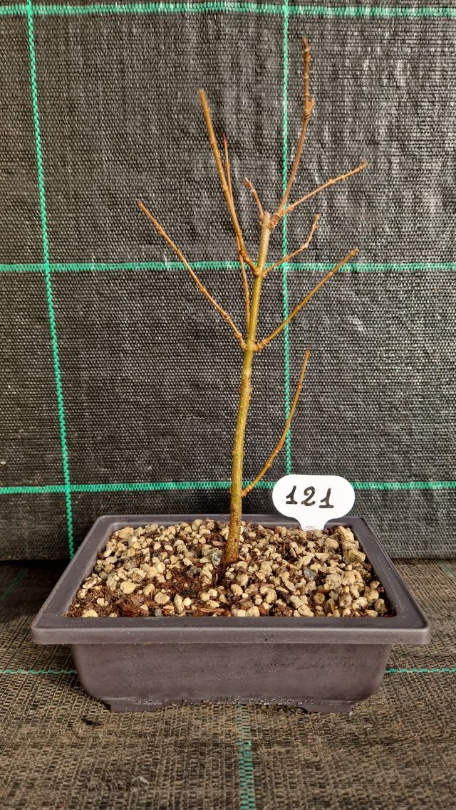 Bonsai di Acero Tridente Acer Buergerianum 121