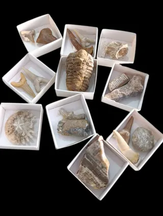 Colección Fósiles Naturales