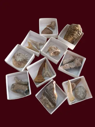 Colección Fósiles Naturales