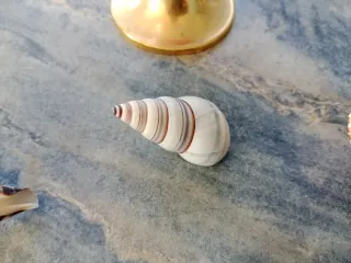 Centro de mesa cristal y caracolas