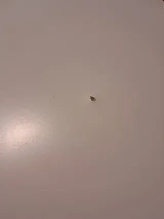 Mesa Plegable Norden Ikea Blanca