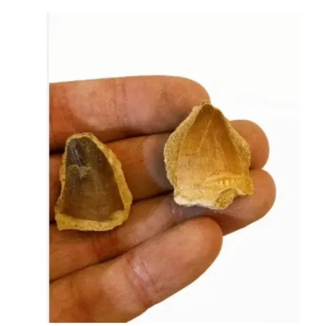 Kit paleontologico: fossile mosasauro.Italiano