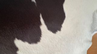 Alfombra de vaca.