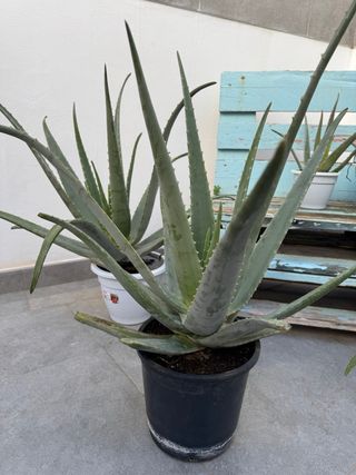 Planta Aloe Vera Grandes y pequeñas