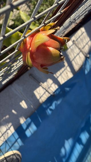 Plantas de pitahaya adultas