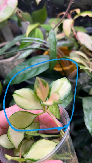 Hoya heuschkeliana variegata