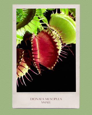 Pack 2 Plantas Carnívoras