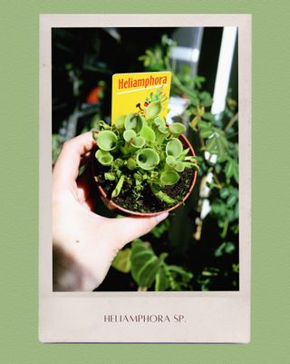 Pack 2 Plantas Carnívoras