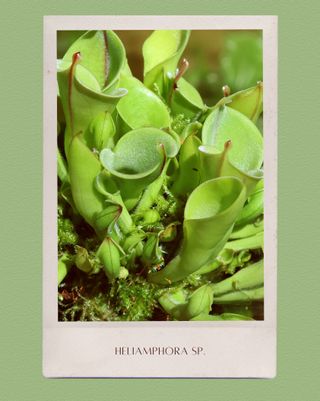 Pack 2 Plantas Carnívoras