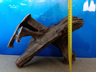 Raíz de Manglar Natural Grande