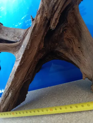 Raíz de Manglar Natural Grande