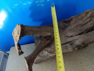 Raíz de Manglar Natural Grande