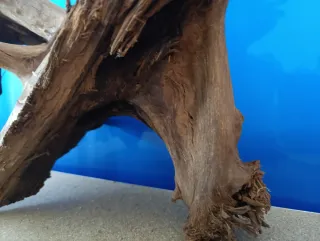 Raíz de Manglar Natural Grande