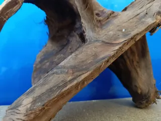 Raíz de Manglar Natural Grande