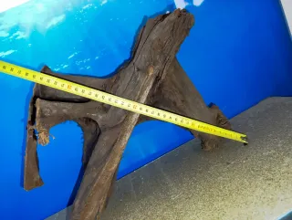 Raíz de Manglar Natural Grande