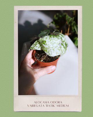 Alocasia Odora Variegata 'Batik' Mediana