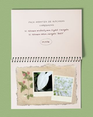 Alocasia Odora Variegata 'Batik' Mediana