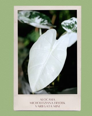 Alocasia Odora Variegata 'Batik' Mediana