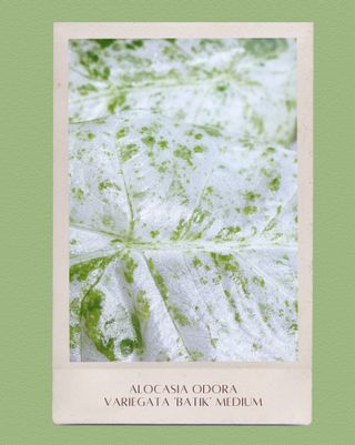 Alocasia Odora Variegata 'Batik' Mediana
