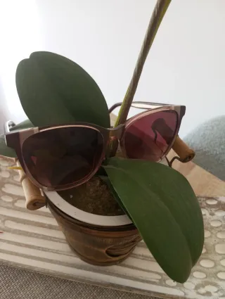 Gafas de sol Carolina Herrera