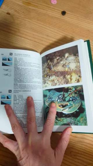 Guía De La Flora Y Fauna Del Mediterráneo