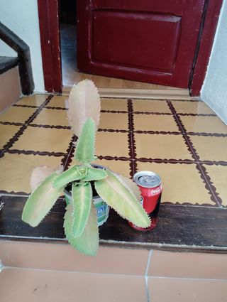 Kalanchoe pinnata planta