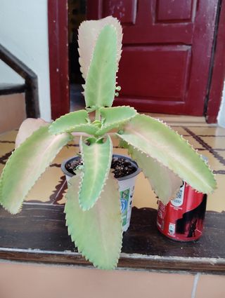 Kalanchoe pinnata planta