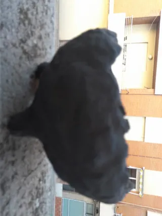 Maceta bonsai Kurama negro