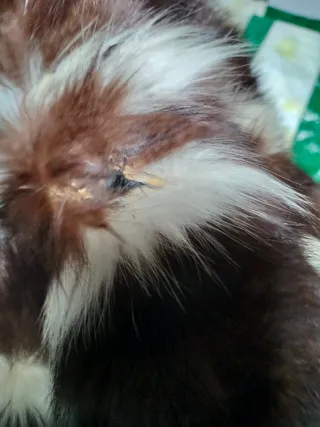 Abrigo Zorr. Salv. peleteteria  natural, largo