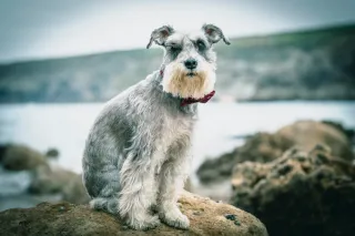 Objetivo Sony FE 24-105mm f/4 G OSS