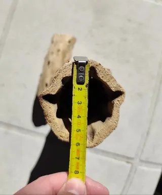 Raíz/tronco/madera Cholla Decoración acuario/hogar