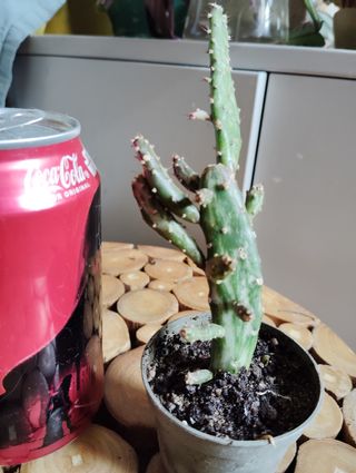 Cactus Opuntia Monacantha Variegata