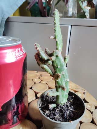 Cactus Opuntia Monacantha Variegata