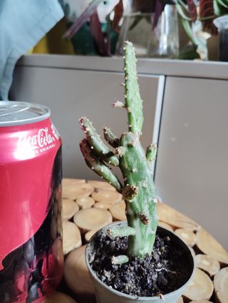 Cactus Opuntia Monacantha Variegata