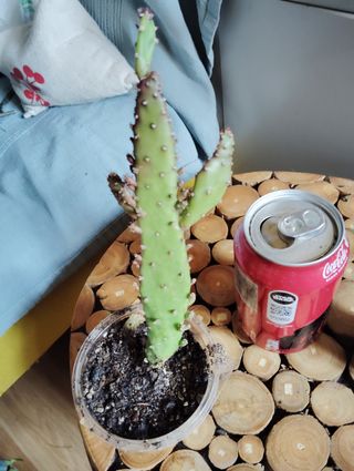 Cactus Opuntia Monacantha