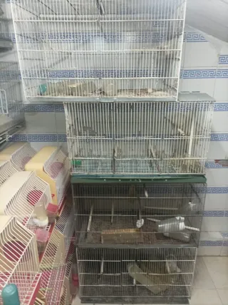 Jaulas para canarios