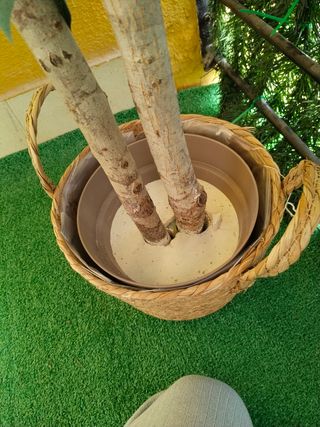 Planta artificial decorativa!! Hoy 25€