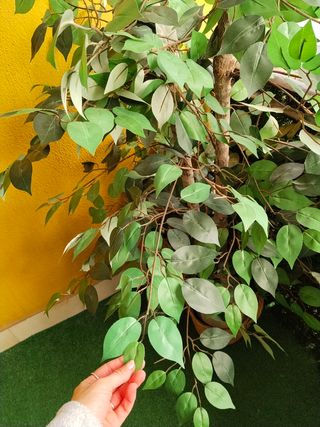 Planta artificial decorativa!! Hoy 25€