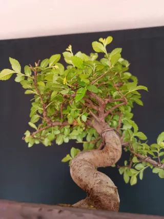 Bonsái Olmo