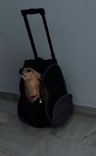 Transportín Perro Ruedas