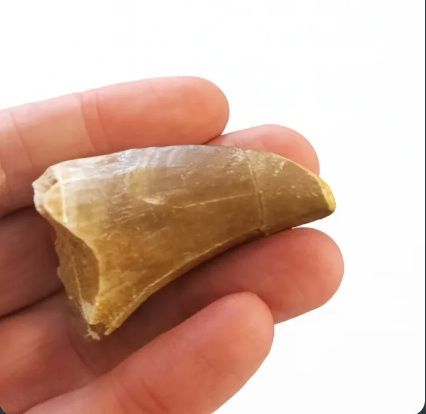Kit paleontologico: fossili di mosasauro. Italiano