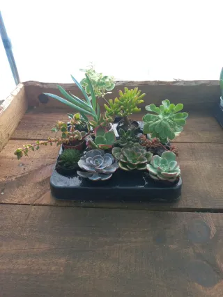 Lote 12 Suculentas + 1 incenso