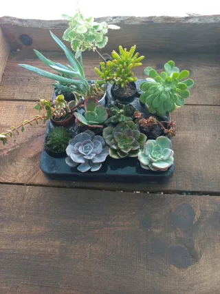 Lote 12 Suculentas + 1 incenso