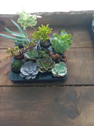 Lote 12 Suculentas + 1 incenso