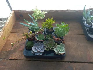 Lote 12 Suculentas + 1 incenso