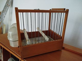 Transpotines de madera para pájaros