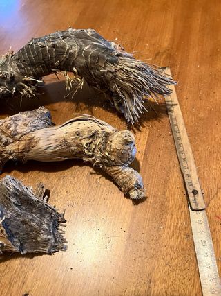 Radici di mare decorative