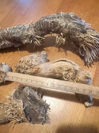 Radici di mare decorative