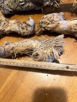 Radici di mare decorative