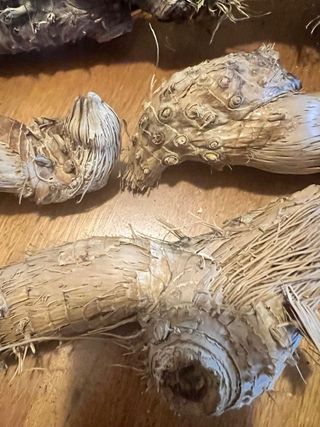 Radici di mare decorative